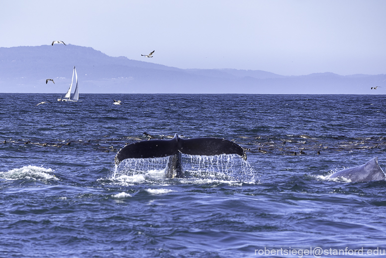 Monterey Bay whale watching